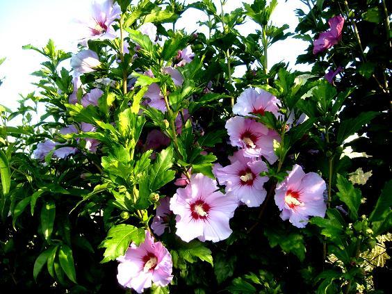 Flori de hibiscus